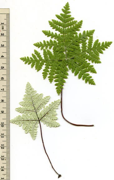  Pentagramma triangularis (Kaulfuss) Yatskievych et al. v.maxonii (Weatherby) Yatskievych et al.